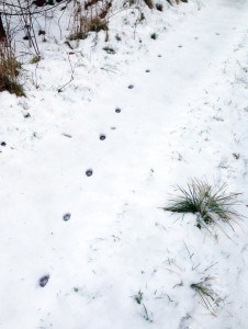 Fuchsspuren im Schnee