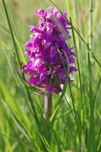 Blüte des Breitblättrigen Knabenkrauts