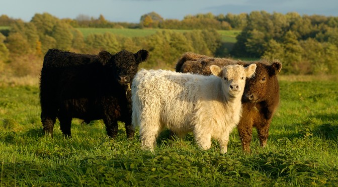 Galloways im Regionalpark Wedeler Au