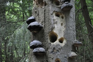 Spechthöhlen im Totholz