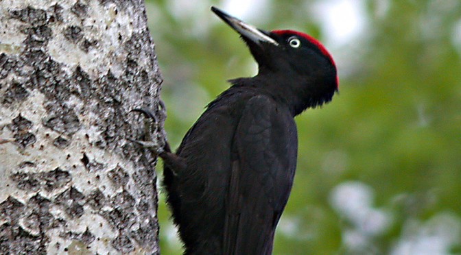 Schwarzspecht mit Trommelwirbel
