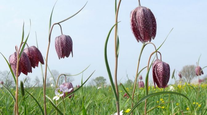 Schachblumenfest in Hetlingen