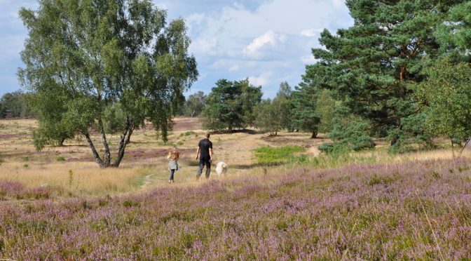 Die Heide blüht